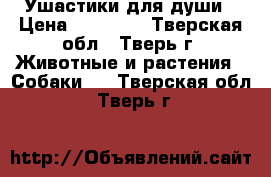 Ушастики для души › Цена ­ 20 000 - Тверская обл., Тверь г. Животные и растения » Собаки   . Тверская обл.,Тверь г.